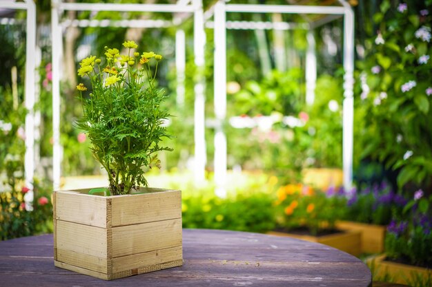 Flor rosa, amarilla, morada, crema en el jardín con efecto de luz solar para el fondo.