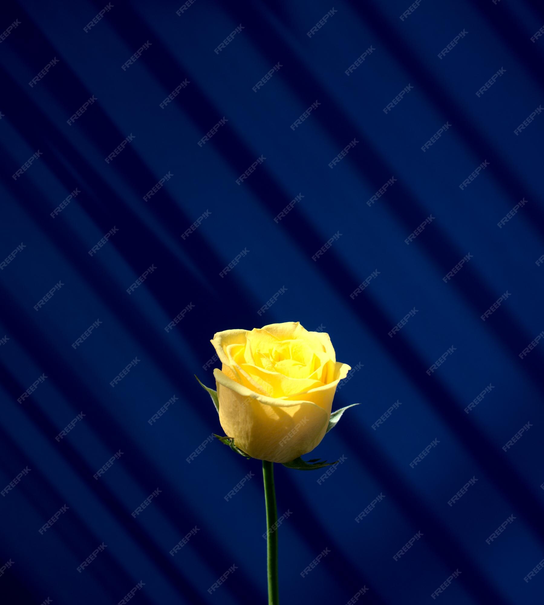 Flor rosa amarilla con sombra de luz natural sobre fondo abstracto de pared  azul oscuro espacio libre | Foto Premium