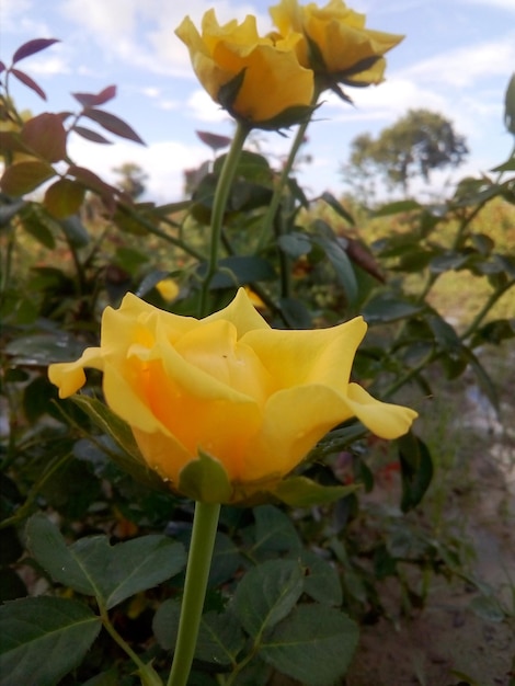 flor de rosa amarilla