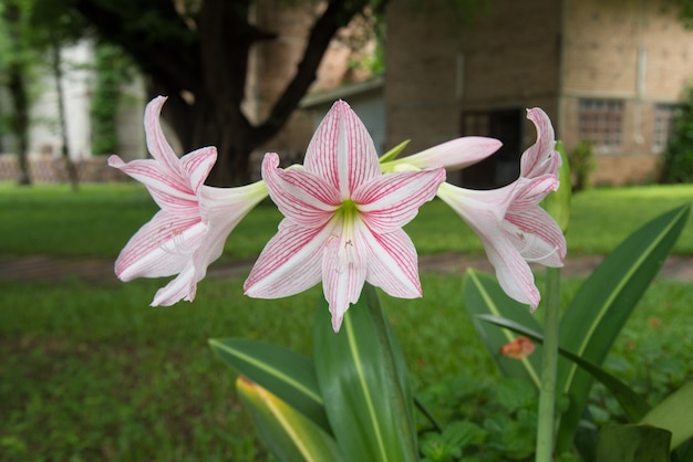 Flor rosa Amaryllis en el jardín