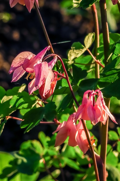 flor rosa aquilegia crescendo no jardim de flores. cultivo do conceito de flores de jardim