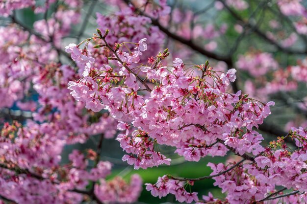 Flor rosa, árbol de cerezos en flor en primavera.