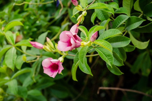 flor rosa en el árbol