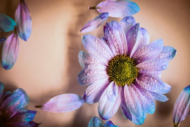 Flor rosa azul con pétalos en primer plano de agua