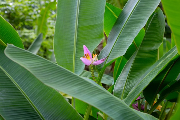 Flor rosa de banano