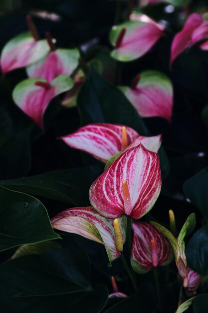 Foto una flor rosa y blanca está en el centro de esta imagen.