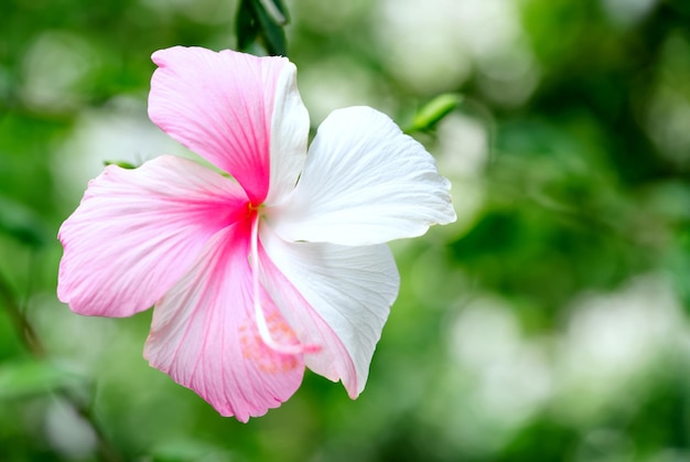 Foto flor rosa y blanca de hibisco sinensis