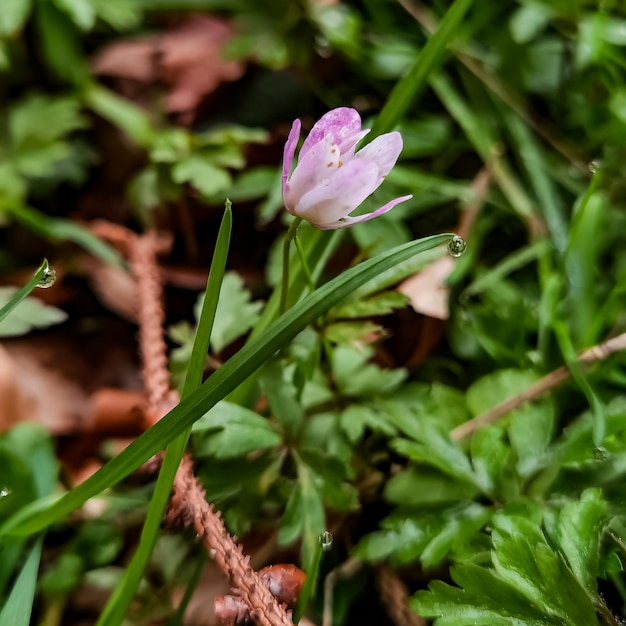 Foto una flor rosa y blanca está en la hierba.