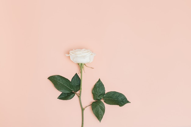 Una flor rosa blanca con hojas verdes sobre fondo rosa pastel