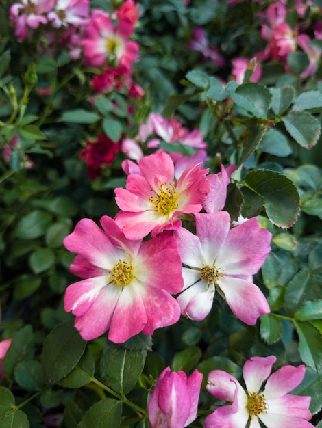 Foto una flor rosa y blanca está en un jardín.