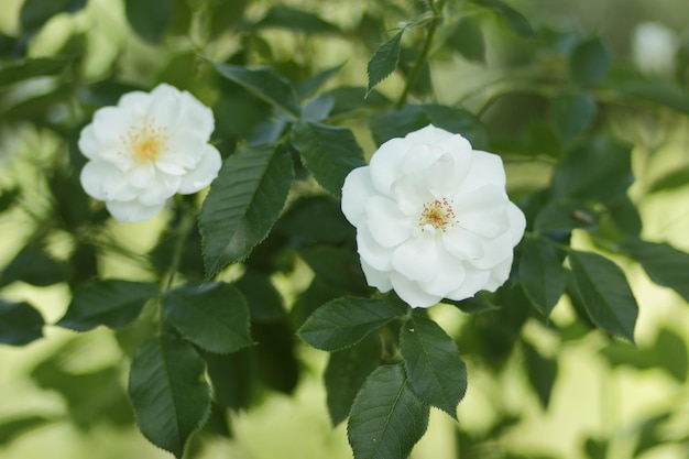 Flor de rosa blanca de primer plano en el jardín Maravillosa flor de rosa blanca que florece en el arbusto en el jardín al atardecer