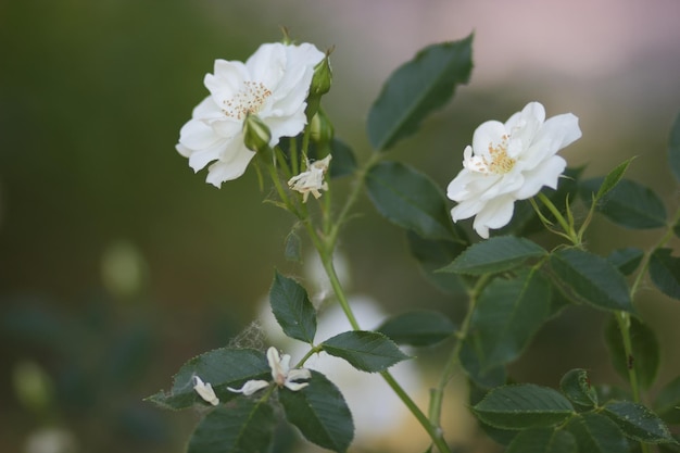 Flor de rosa blanca de primer plano en el jardín Maravillosa flor de rosa blanca que florece en el arbusto en el jardín al atardecer