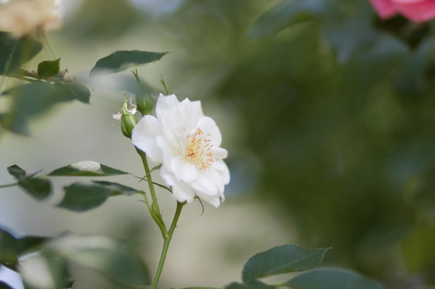 Flor de rosa blanca de primer plano en el jardín Maravillosa flor de rosa blanca que florece en el arbusto en el jardín al atardecer