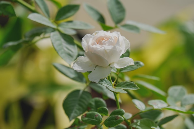 Flor rosa blanca que florece en un fondo de naturaleza