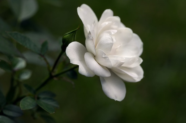 Flor rosa blanca sobre un tallo en un arbusto en un parterre sobre un fondo verde oscuro