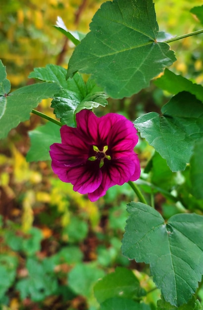 flor rosa en el bosque