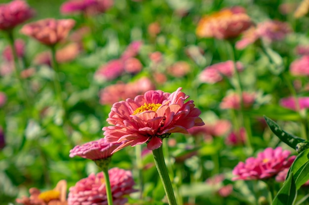 Flor rosa brilhante de zínia em um jardim rústico em um dia ensolarado de verão. Fundo colorido natural