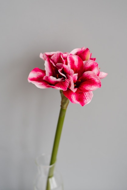 Foto flor rosa brilhante em cinza