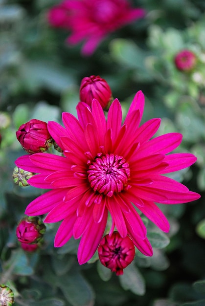 Una flor rosa brillante en un jardín.