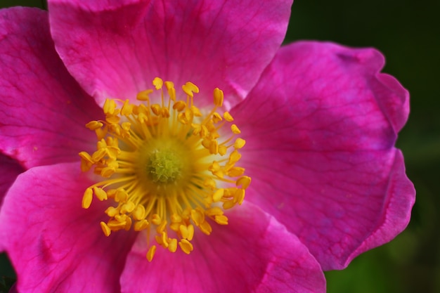 Flor rosa de caderas de cerca