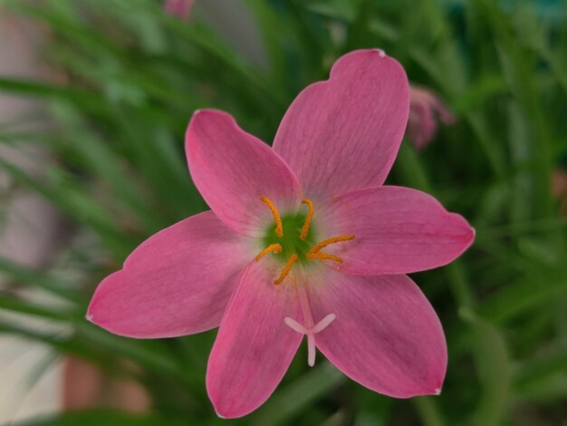 Foto una flor rosa con un centro amarillo y el centro verde.