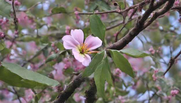 una flor rosa con el centro amarillo está floreciendo