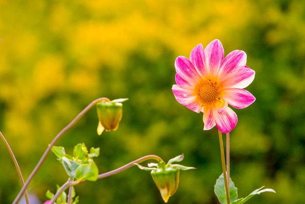 Una flor rosa con un centro amarillo y un fondo verde.