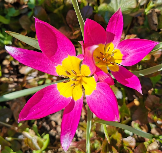 Foto una flor rosa con un centro amarillo.