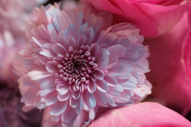 Una flor rosa con un centro negro.