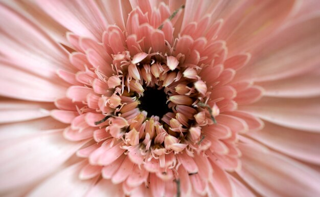 Una flor rosa con un centro negro.