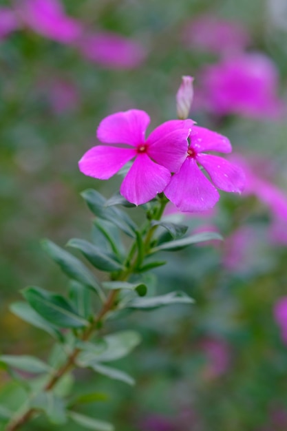 Una flor rosa con un centro rojo está en el centro de la imagen Catharanthus roseus Apocynaceae