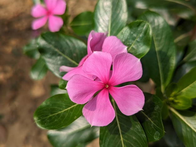 Una flor rosa con un centro rojo está en un jardín.