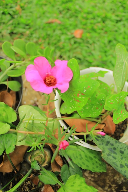 Una flor rosa con un centro rojo está en una maceta en el suelo.