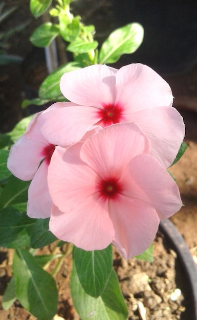 Una flor rosa con un centro rojo.