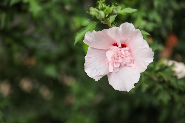 Una flor rosa con un centro rojo.