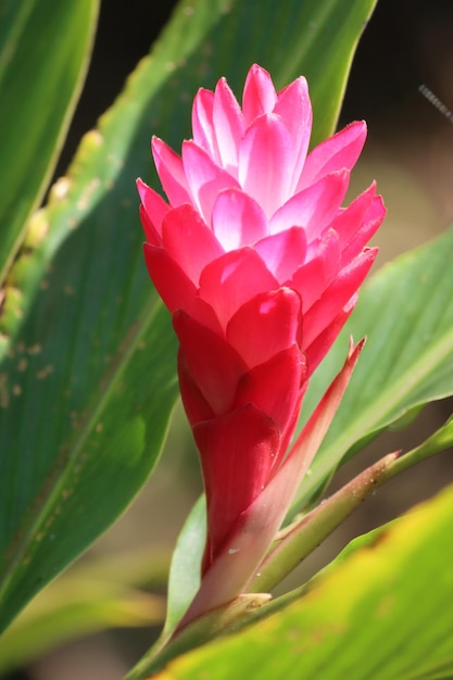 Una flor rosa con un centro rojo.