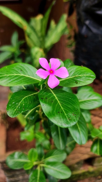 Foto una flor rosa con un centro rosa que dice primavera