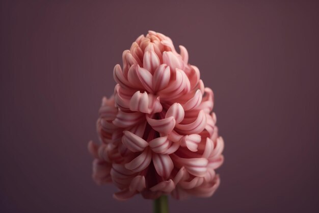 Una flor rosa con un centro rosa.