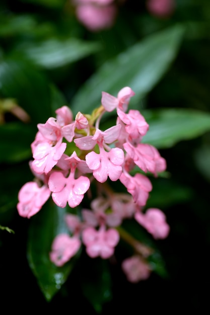 Flor rosa cerca de la caída de agua