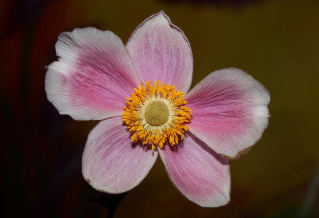 Foto la flor rosa de cerca el fondo botánico la anémona tomentosa de la familia de las ranunculaceae impresiones de gran tamaño de alta calidad