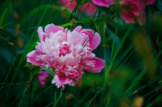 Flor rosa cerca del tiempo de floración