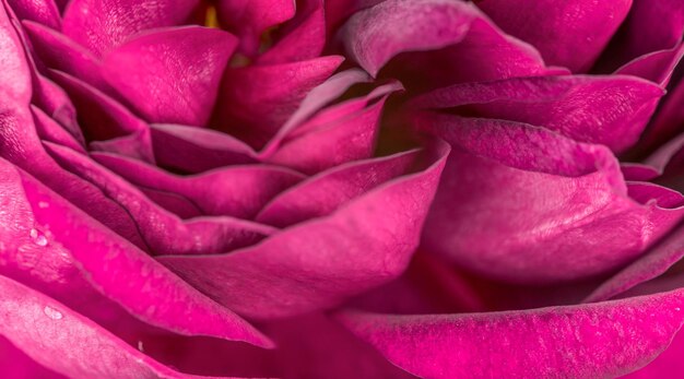 La flor de la rosa de cerca