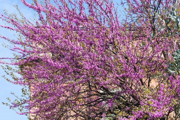 Flor rosa de cercis siliquastrum en Verona