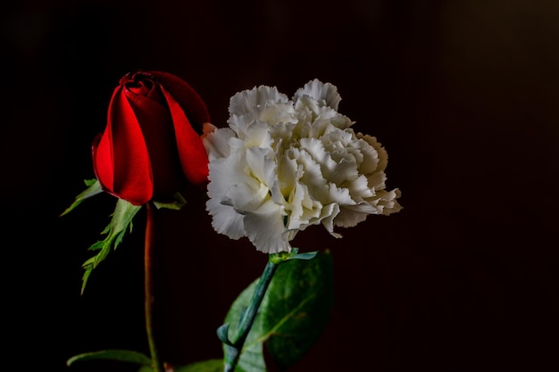 Flor rosa y clavel blanco con fondo negro