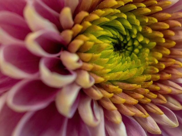 Flor rosa close-up para fundo natural