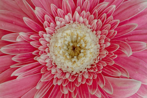 Flor rosa close-up para fundo natural