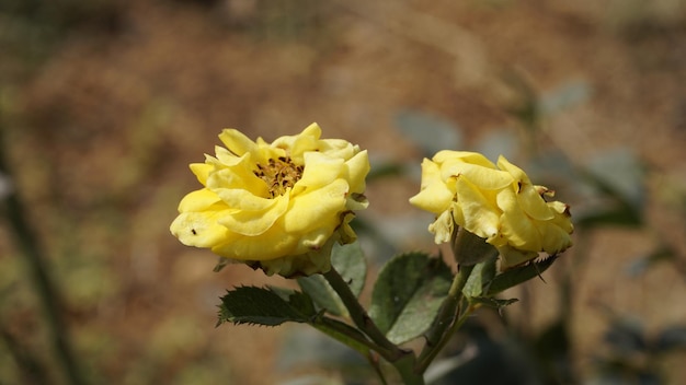 Flor de rosa de color amarillo de la granja en un jardín Hosur cerca de Bangalore