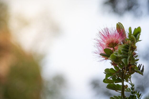 Foto flor rosa com aro-luz.