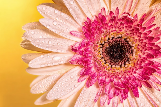 Foto flor rosa com gotas de água e fundo dourado