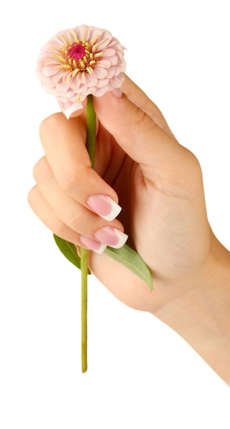 Flor rosa com mão de mulher em fundo branco